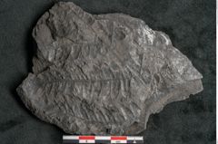 Foto (Detailansicht) von Asplenium hochstetteri Unger (NHMW-GEO-2024-0188-10298)